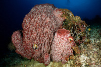 Euapta sp.2 (Euapta sp.2)