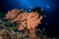 Siphonogorgia sp.1 (Siphonogorgia sp.1)