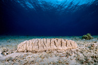 Holothuria fuscopunctata (Elephant Trunkfish)