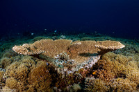 Acropora cytherea (Table Coral)