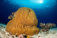 Diploastrea heliopora (Honeycomb Coral)