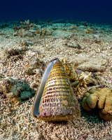 Conus leopardus (Leopard Cone)