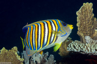Pygoplites diacanthus (Regal Angelfish)
