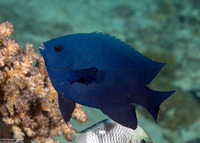 Neoglyphidodon melas (Black Damsel)