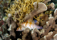 Cirrhitichthys falco (Dwarf Hawkfish)