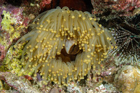 Pseudocorynactis sp.2 (Pseudocorynactis sp.2)