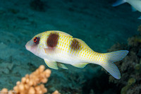Parupeneus crassilabris (Doublebar Goatfish)