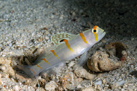 Amblyeleotris randalli (Randall's Shrimpgoby)