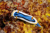 Chromodoris annae (Anna's Chromodoris)