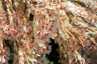 Filogranella elatensis (Delicate Tube Worm)