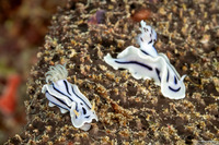 Chromodoris lochi (Loch's Chromodoris)