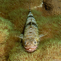 Saurida gracilis (Slender Lizardfish)