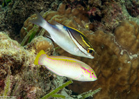 Scolopsis bilineata (Bridled Monocle Bream)