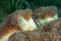 Fimbriaphyllia ancora (Anchor Coral)