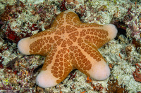 Choriaster granulatus (Granular Sea Star)