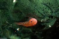 Trimma yanoi (Yano's Dwarfgoby)