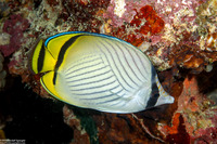 Chaetodon vagabundus (Vagabond Butterflyfish)
