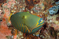 Balistapus undulatus (Orange-Lined Triggerfish)