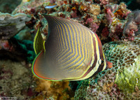 Chaetodon baronessa (Eastern Triangular Butterflyfish)