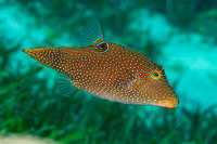 Canthigaster papua (Papuan Toby)