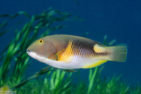 Choerodon anchorago (Anchor Tuskfish)