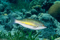 Pentapodus trivittatus (Three-Striped Whiptail)