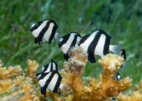 Dascyllus aruanus (Humbug Dascyllus)