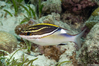 Scolopsis bilineata (Bridled Monocle Bream)