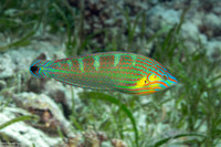 Halichoeres melanurus (Pinstriped Wrasse)