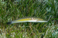 Cheilio inermis (Cigar Wrasse)