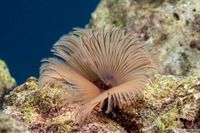 Sabellastarte sp.1 (Feather Duster Worm)