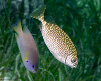 Siganus spinus (Scribbled Rabbitfish)