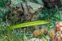 Cheilio inermis (Cigar Wrasse)