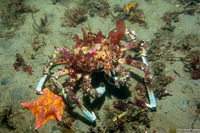 Loxorhynchus grandis (Sheep Crab)