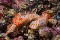 Triopha catalinae (Catalina Triopha)