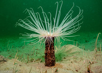 Pachycerianthus fimbriatus (Tube-Dwelling Anemone)
