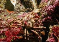 Pugettia richii (Cryptic Kelp Crab)