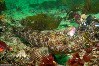 Ophiodon elongatus (Lingcod)