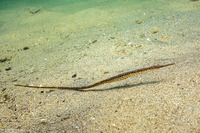 Syngnathus leptorhynchus (Bay Pipefish)