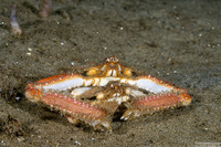 Latulambrus occidentalis (Sandflat Elbow Crab)