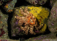 Phyllolithodes papillosus (Heart Crab)