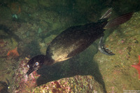 Phalacrocorax pelagicus (Pelagic Cormorant)
