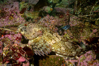 Scorpaenichthys marmoratus (Cabezon)