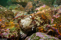 Scorpaenichthys marmoratus (Cabezon)