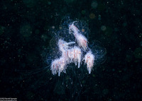 Apolemia uvaria (Apolemia Uvaria)