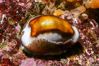 Neobernaya spadicea (Chestnut Cowry)