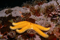 Henricia leviuscula (Blood Star)