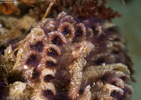 Phragmatopoma californica (Sandcastle Worm)