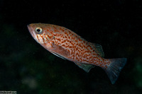 Sebastes mystinus (Blue Rockfish)