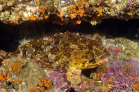 Scorpaenichthys marmoratus (Cabezon)